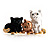 'Adorable Kittens' Fashion Brooch (Gold Tone) - view 5