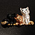 'Adorable Kittens' Fashion Brooch (Gold Tone) - view 4